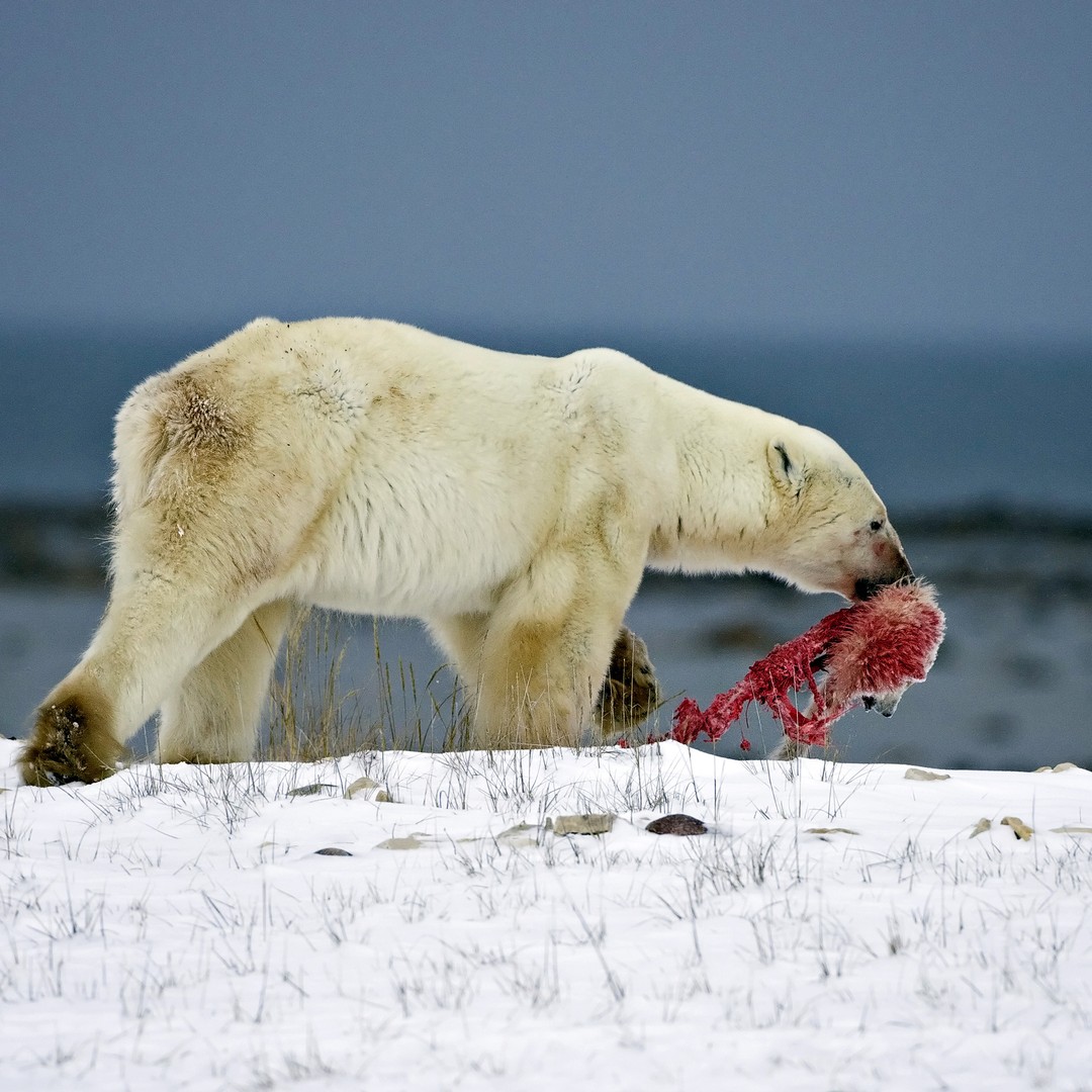 Has anybody eaten polar bear meat? What was your opinion of it