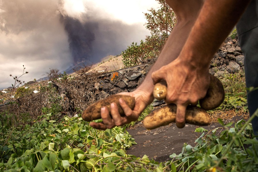A person harvests sweet potatoes in a garden in view of an erupting volcano.