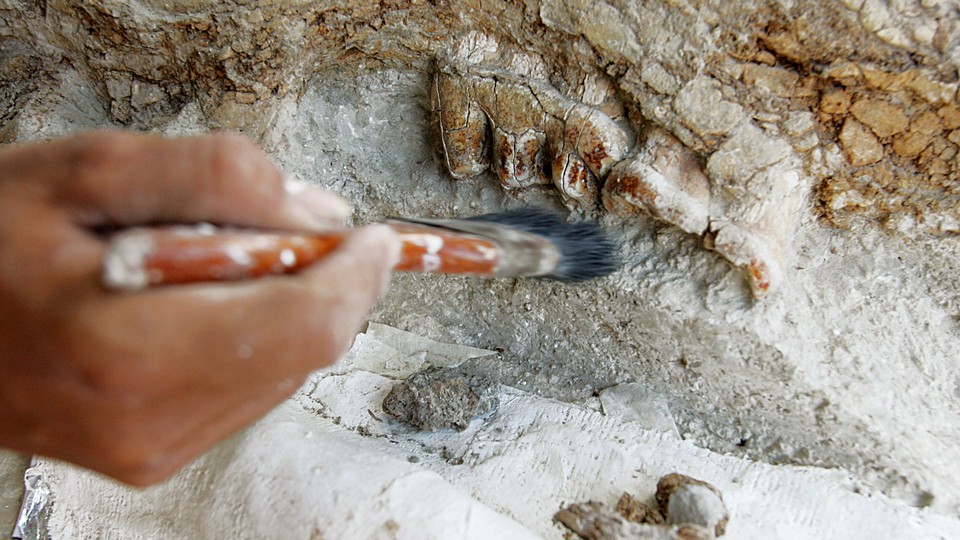 A hand brushes off a specimen at an excavation site