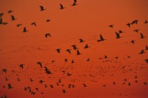 geese fly across the orange sky