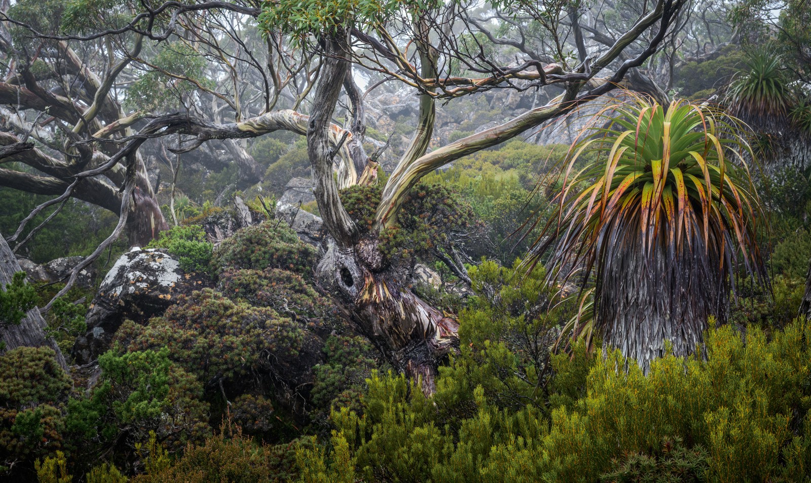 A lush forest scene, centered on trees with low, twisting trunks.