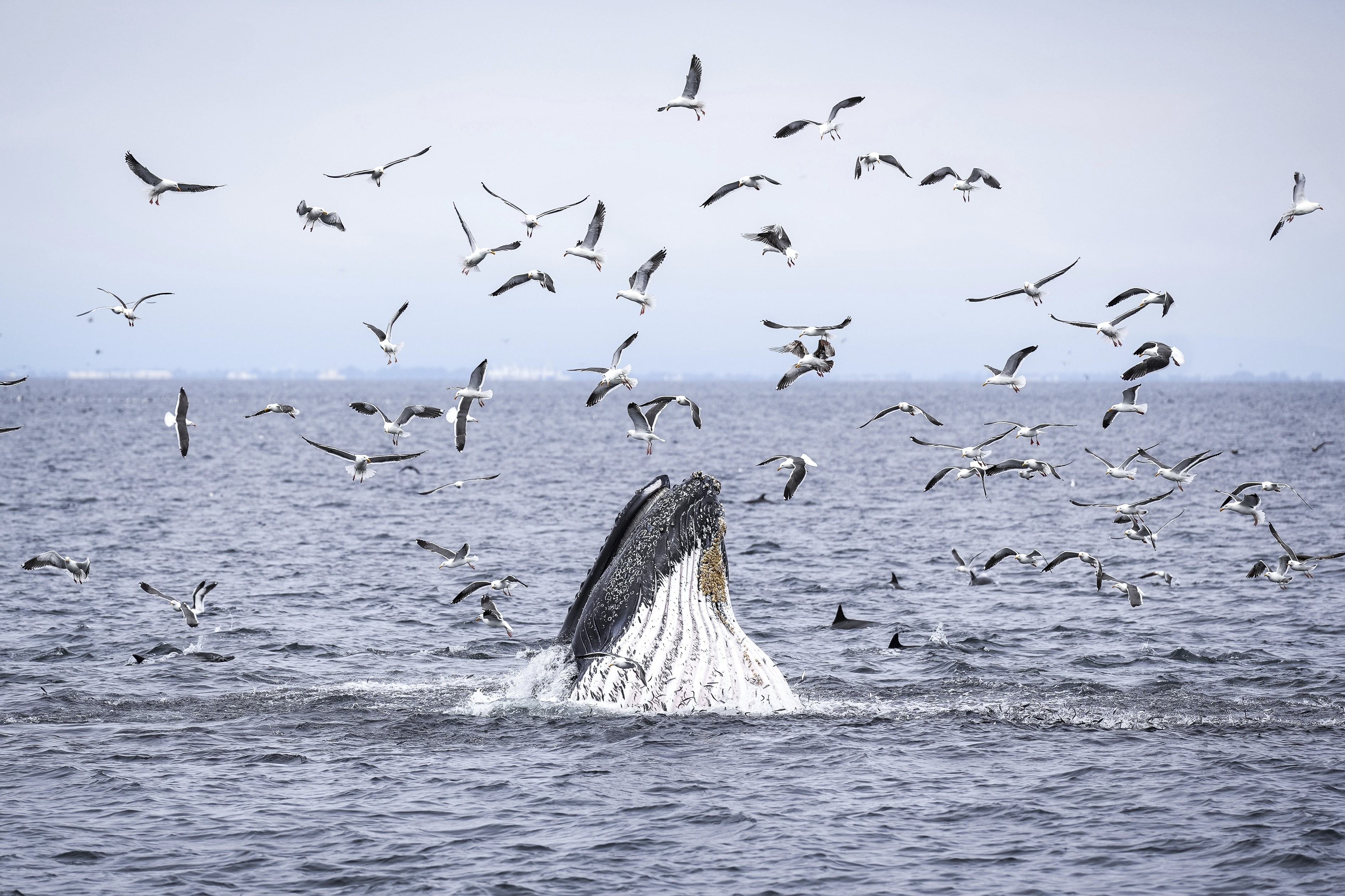 A humpback whale breaches while feeding on fish.