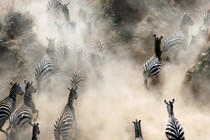 A herd of zebras run, kicking up dust