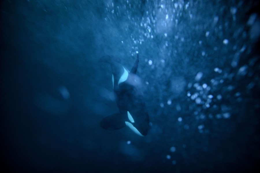 Photos Swimming With Orcas In Norway The Atlantic