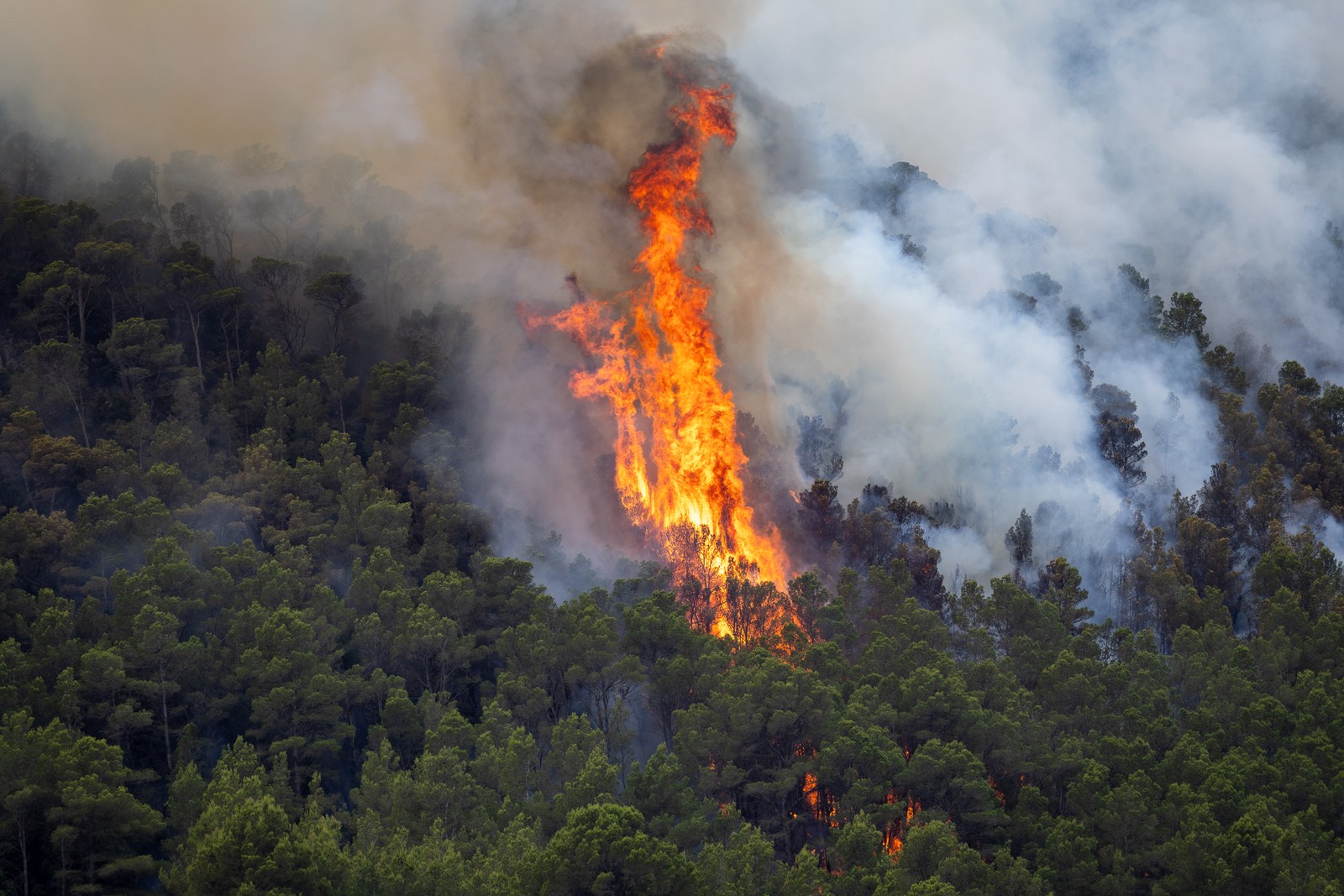 Tall flames from a wildfire rise up from a forested hillside.