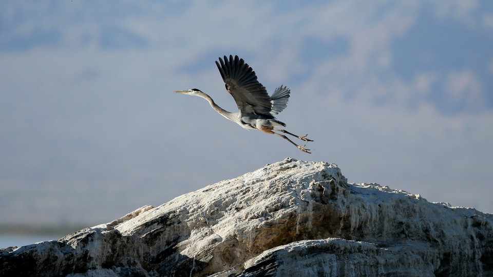 A Great blue heron takes flight on rocks above the Salton Sea near Niland, California.