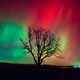 A photograph of a red-and-green aurora in the night sky, above a bare-branched tree