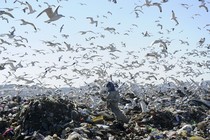 A woman sifts through garbage, as birds circle overhead.