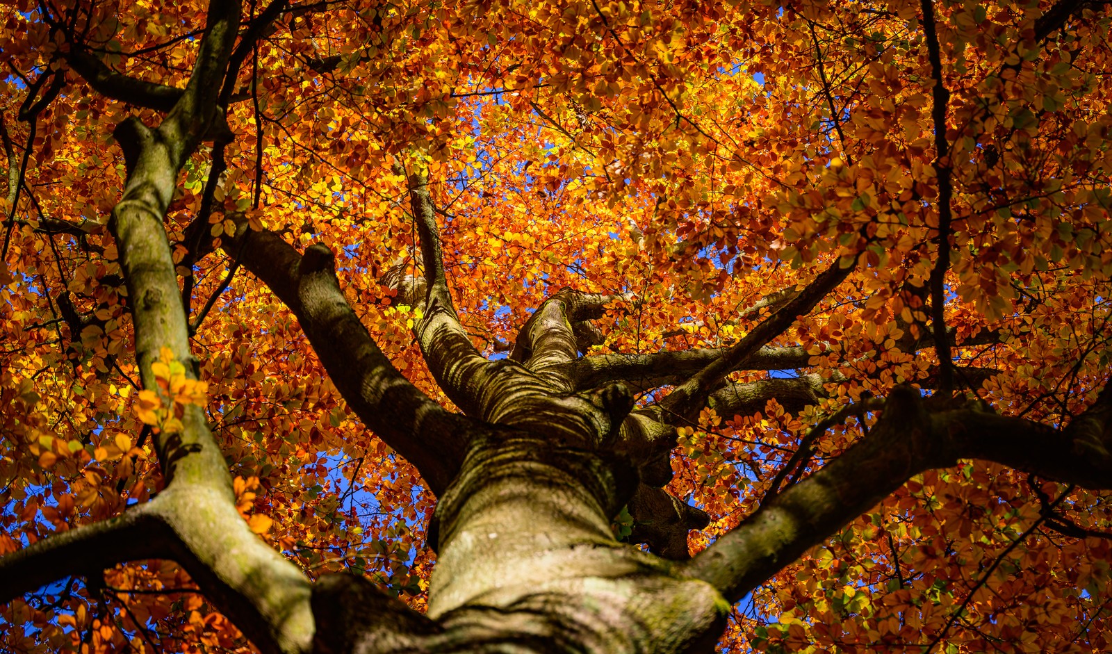 The sun shines through the colorful canopy of a beech tree, seen in a view looking up along its trunk.