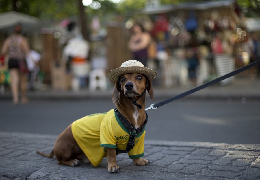 Dog and sex in Rio de Janeiro