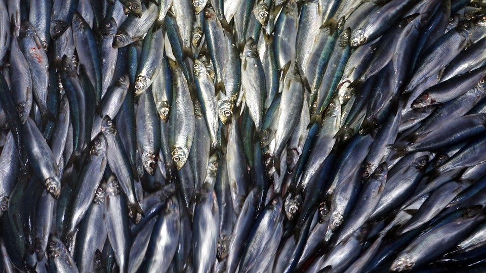 A pile of herring