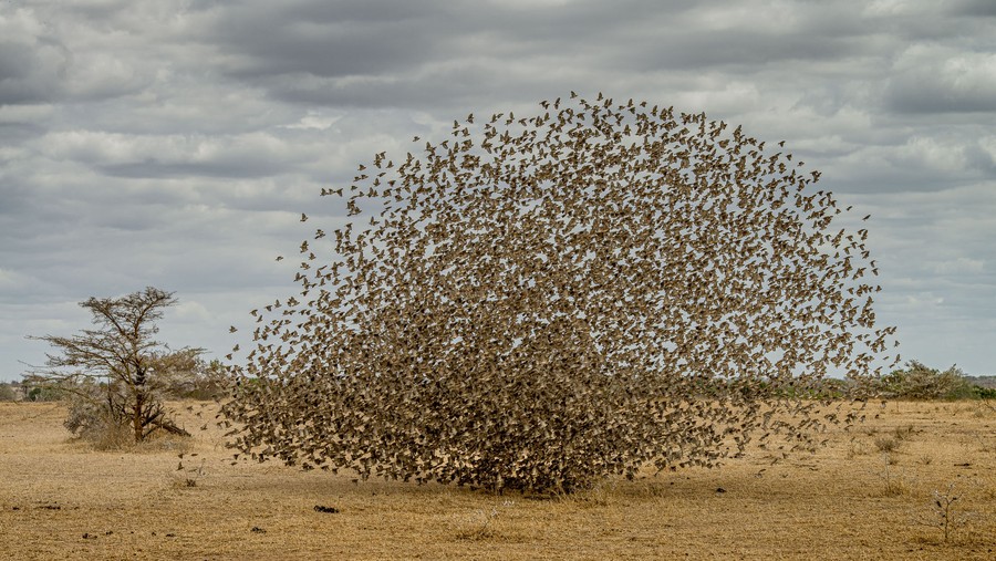 A flock of birds forms a rounded shape near the ground.
