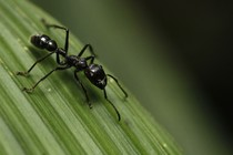 A bullet ant on a leaf