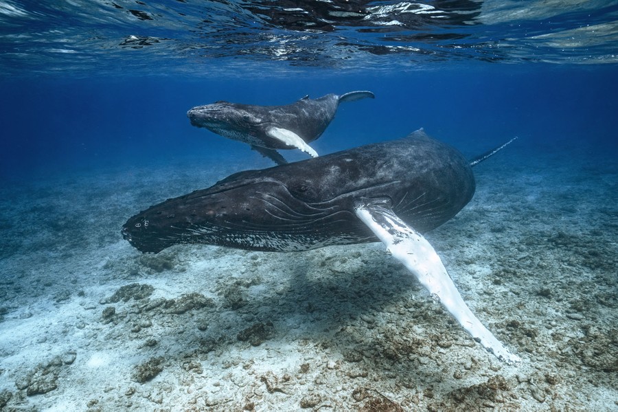 Dos ballenas jorobadas, fotografiadas bajo el agua, nadando en una zona relativamente poco profunda, justo por encima del lecho marino