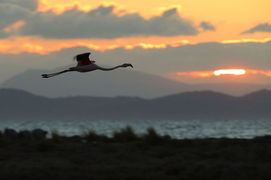 A flamingo flies past at sunset.