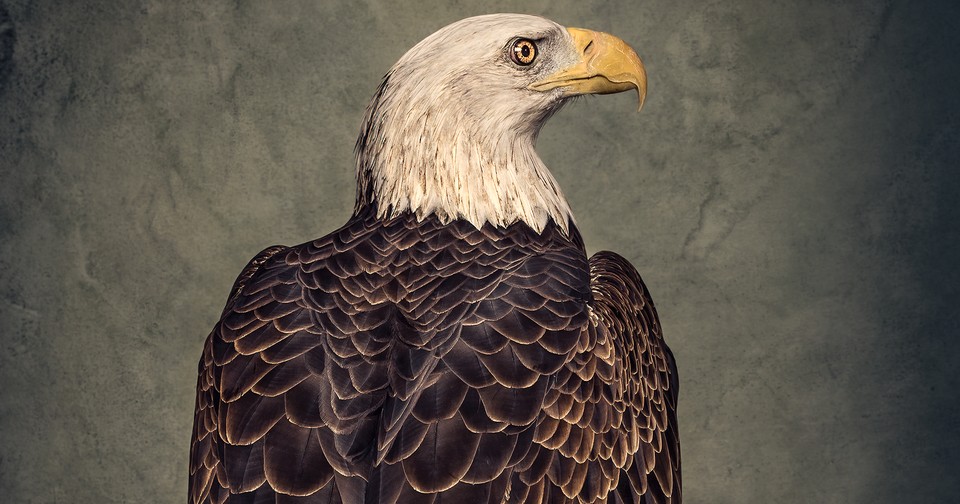 The Strange History of America's Bald-Eagle Obsession - The ...