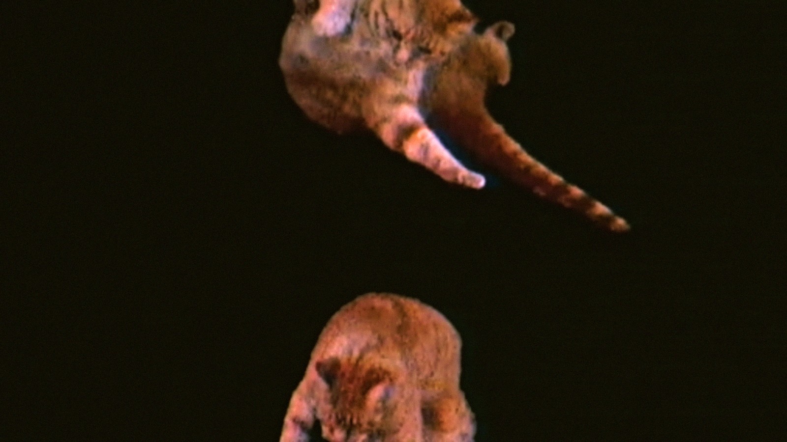 Flying Cats Institute