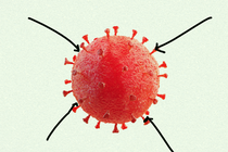 Four arrows point at a red coronavirus