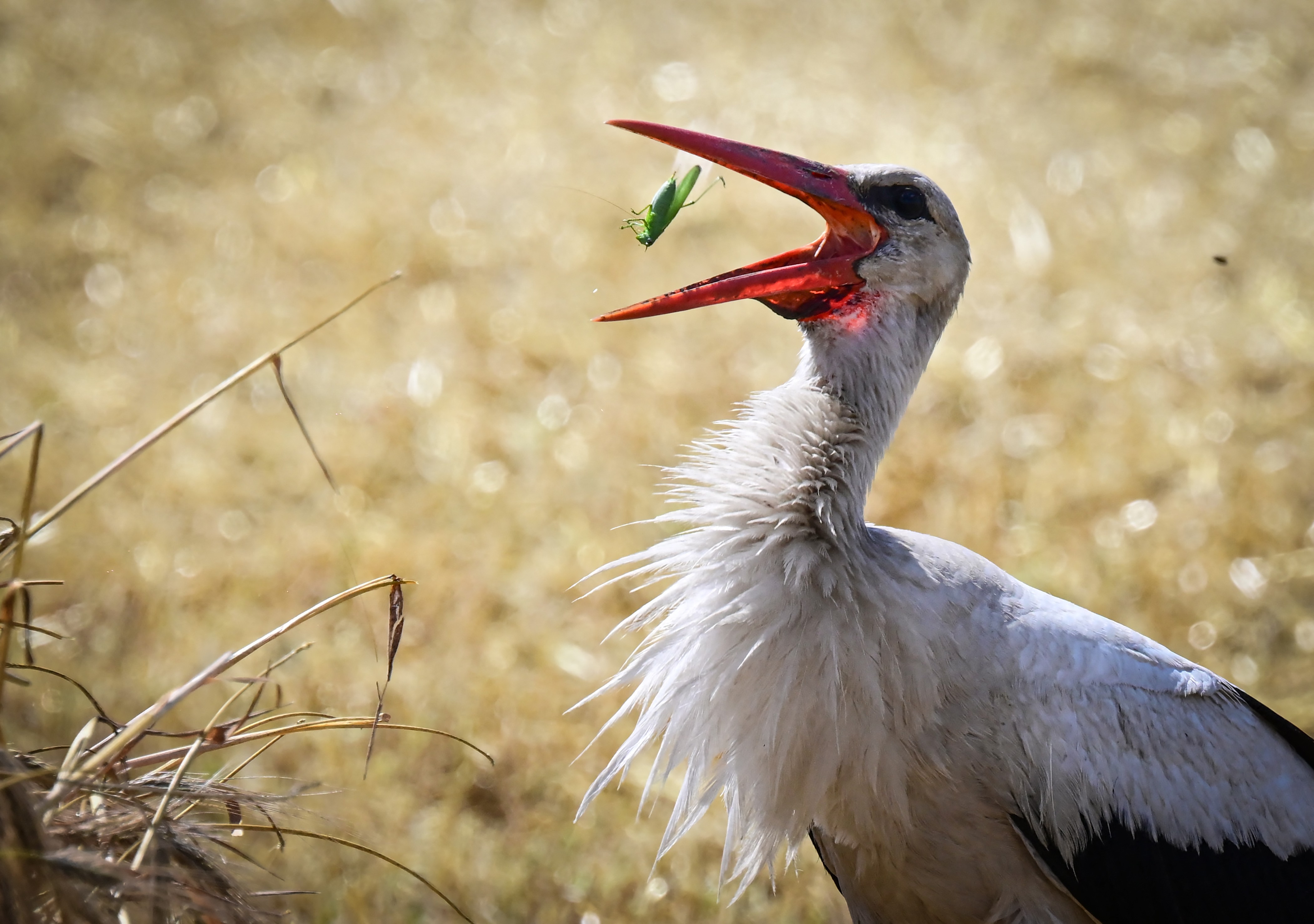 A stork eats a locust in a wheat field.