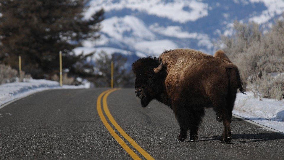 A bison looks back as it crosses the road near Lamar Valley in Yellowstone National Park.