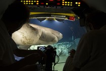 A sixgill shark glides past a submersible.