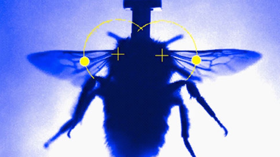 The Flapping of Bumblebee Wings, at 5,000 Frames per Second - The Atlantic