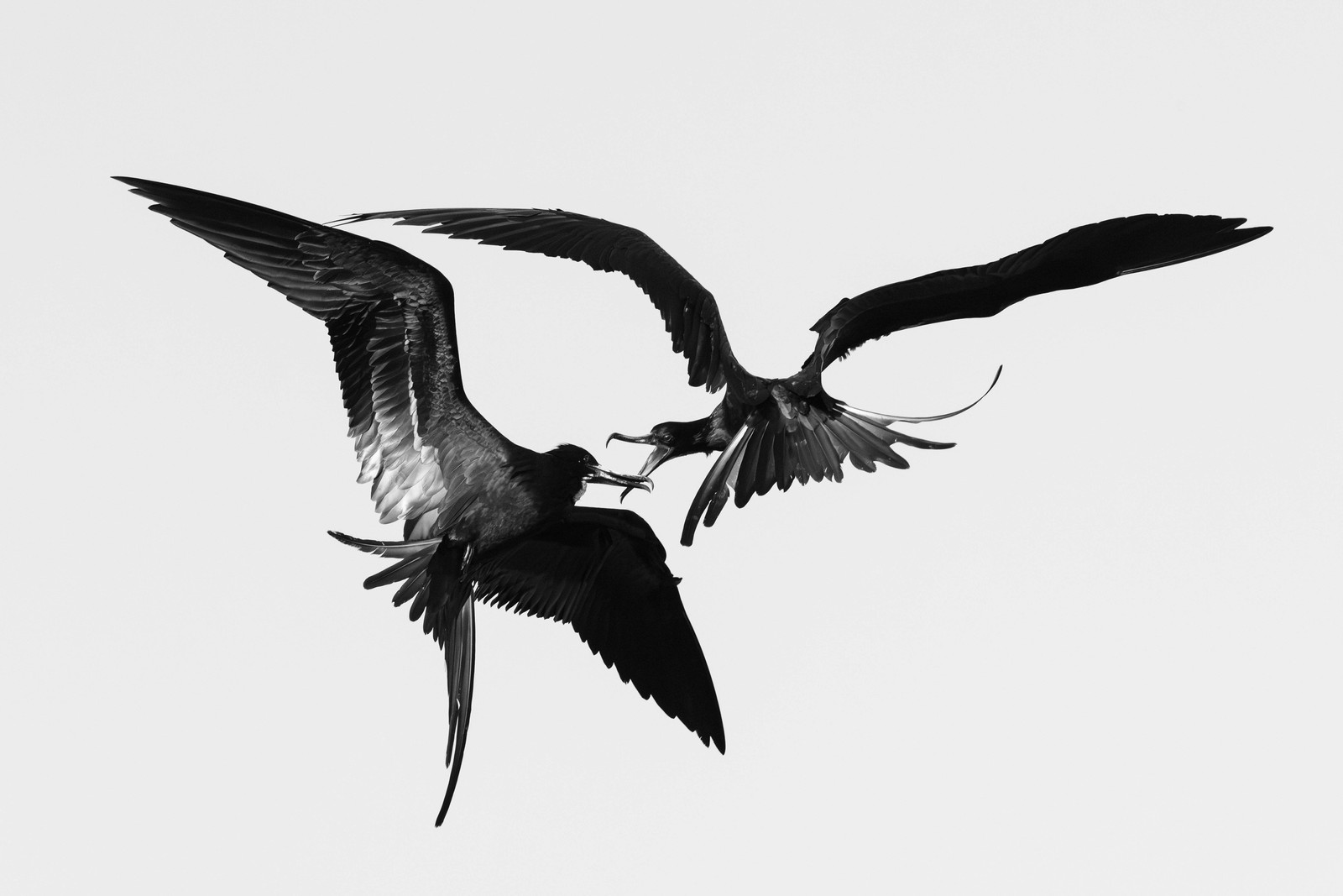 A pair of frigatebirds tussle in mid-air.