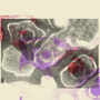 Illustration with microscope image of the EBV virus