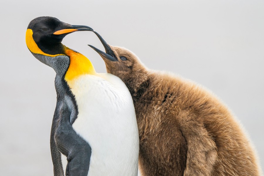 A large penguin chick leans on an adult penguin that moves its head away.