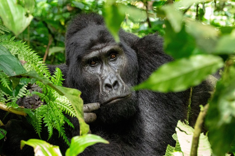 A gorilla, photographed amid greenery