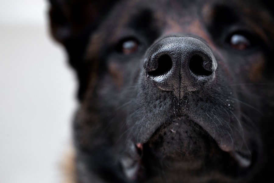 A close view of a dog's nose