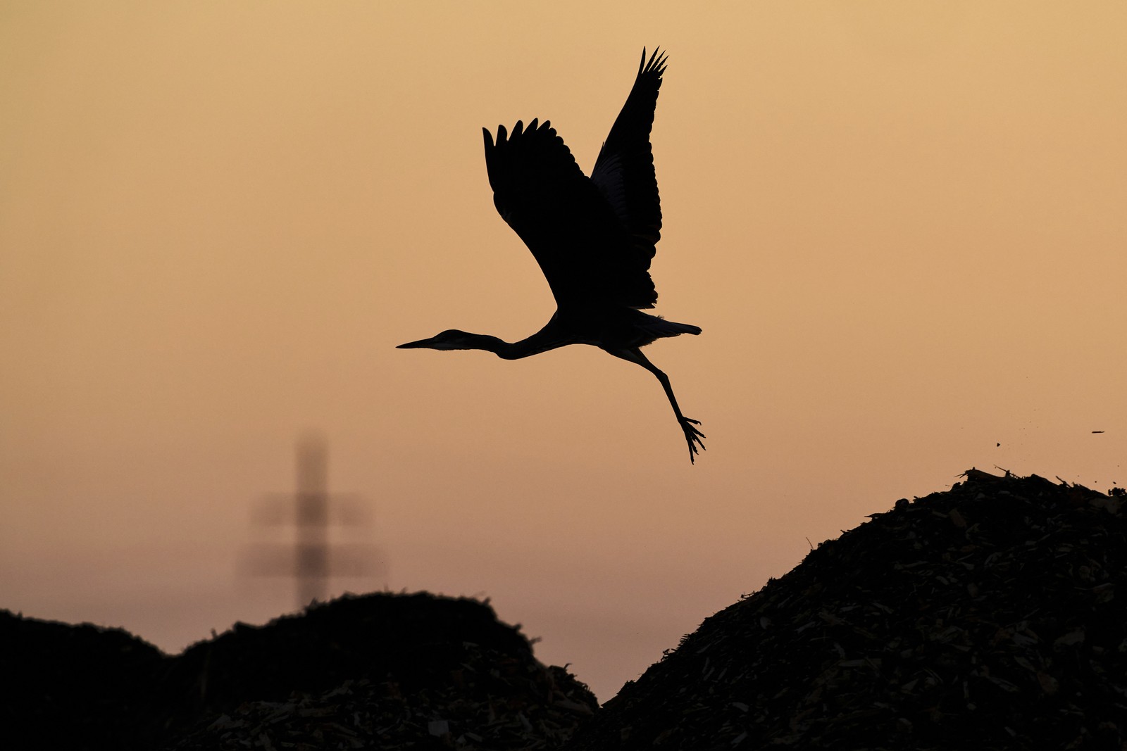 A heron takes flight, seen in silhouette.