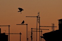 Photograph of crows landing and perching on electrical equipment at sunset