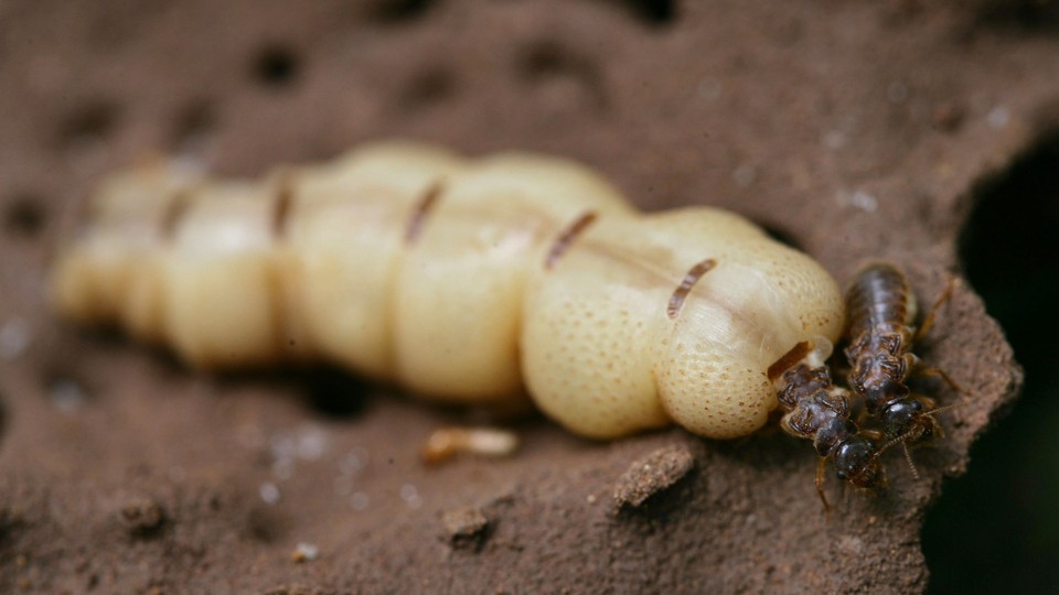 A termite queen and king, about 5 cm and 1 cm long, respectively