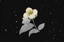 Illustration of a flower in space