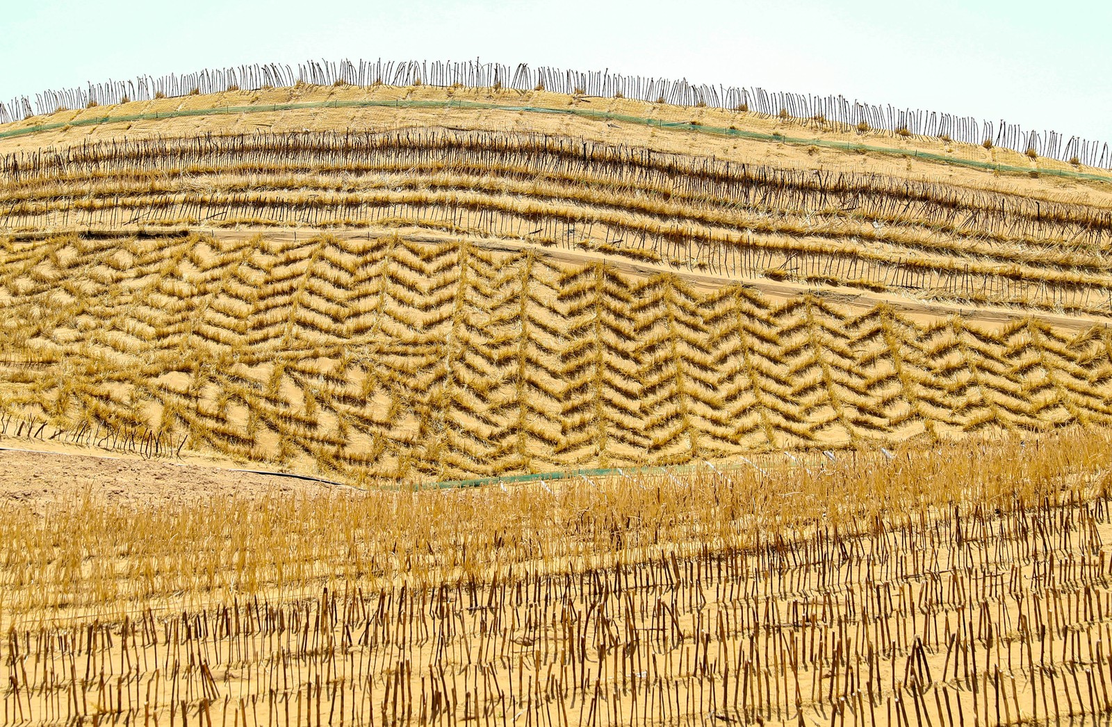 Many rows of straw planted across a nmber of dunes