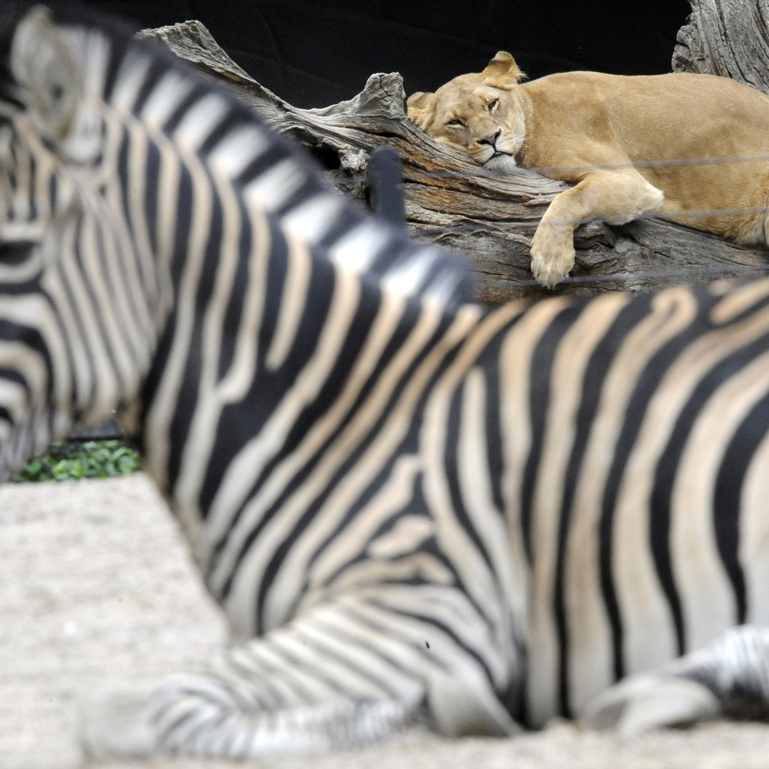 To Lions, Zebras Are Mostly Gray - The Atlantic