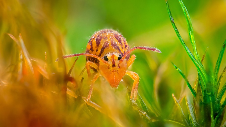 A close view of a small insect walking through grass