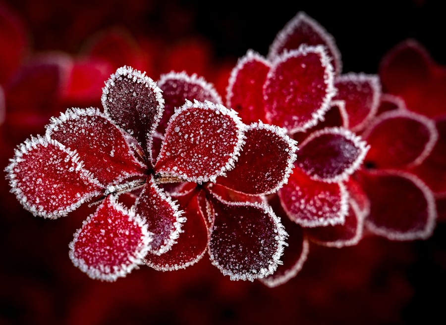 Red leaves are seen fringed with frost.
