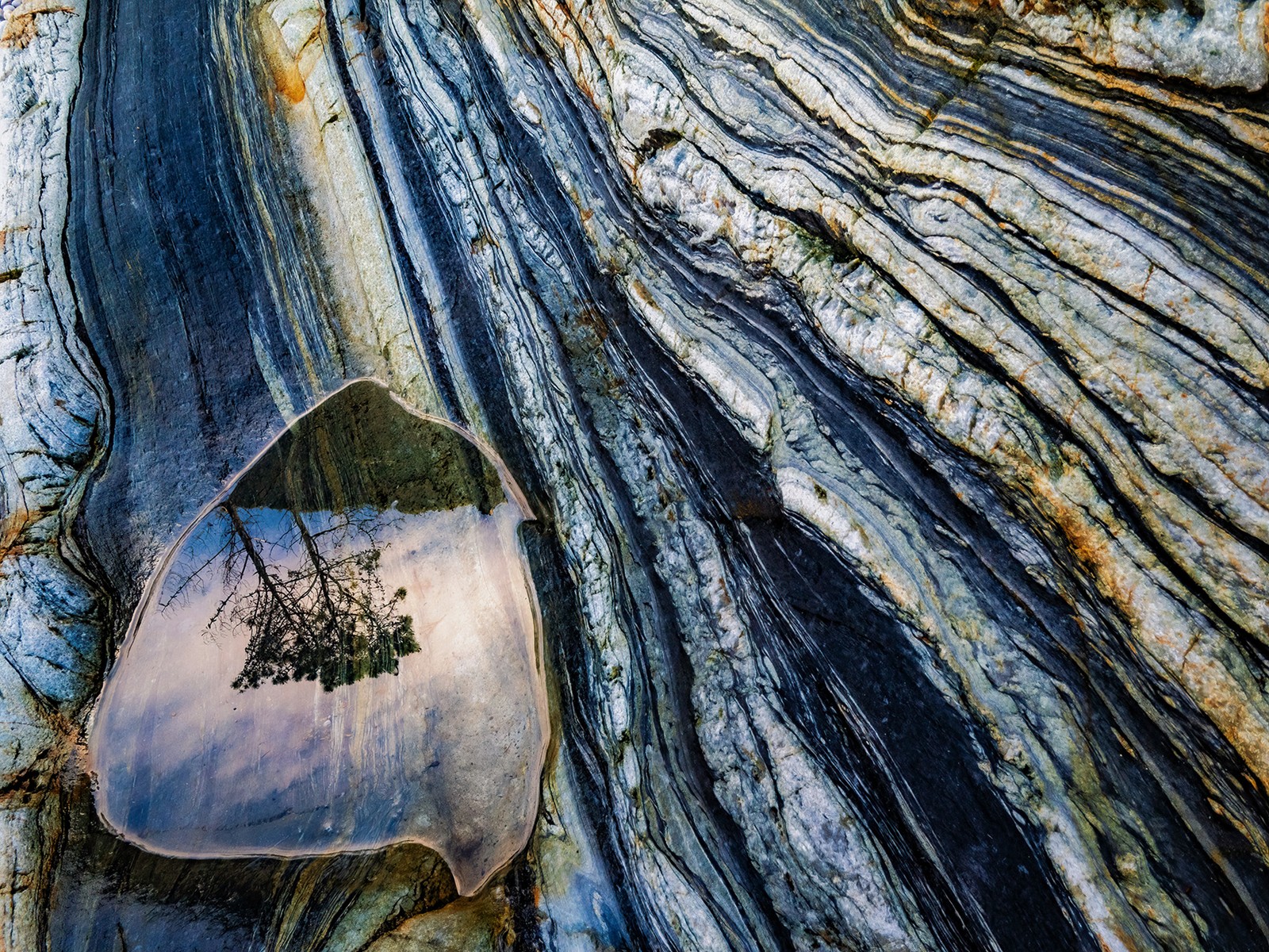 A tree's reflection, seen in a small puddle on exposed striped rock