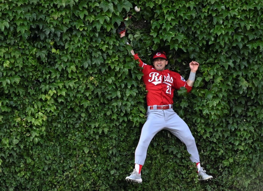 A baseball player falls backward into a vine-covered wall.