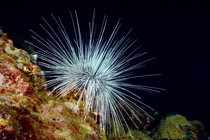 A long-spined urchin (Diadema antillarum) with white spines on a coral reef
