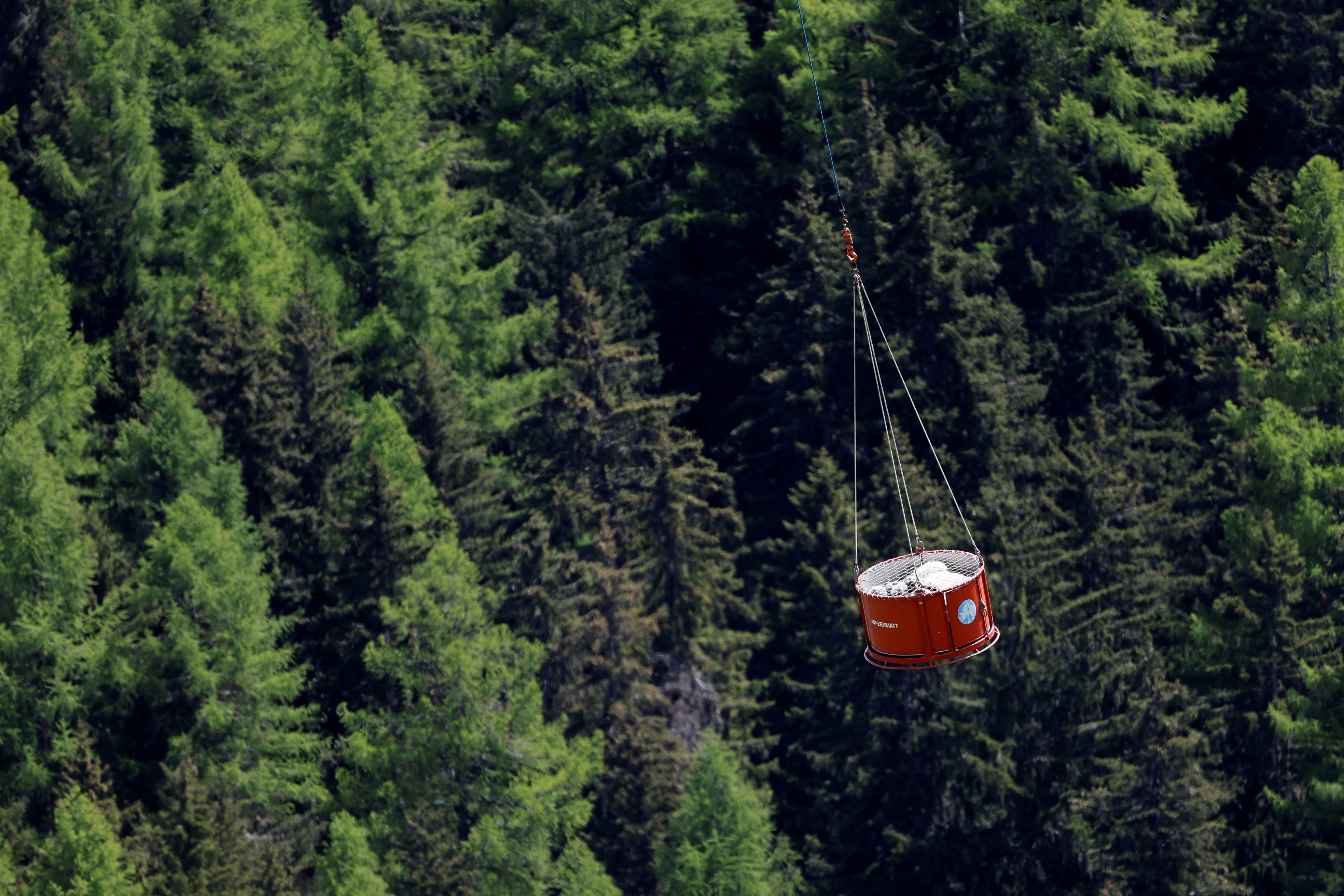 A container carrying several sheep hangs from a cable beneath a helicopter (unseen), flown above a pine forest.