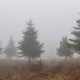 Christmas trees growing in a foggy field