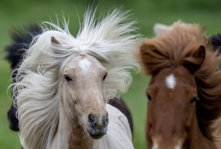 A few horses run in a meadow.