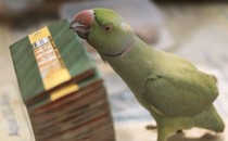 In India, Trained Parakeets Will Tell Your Future