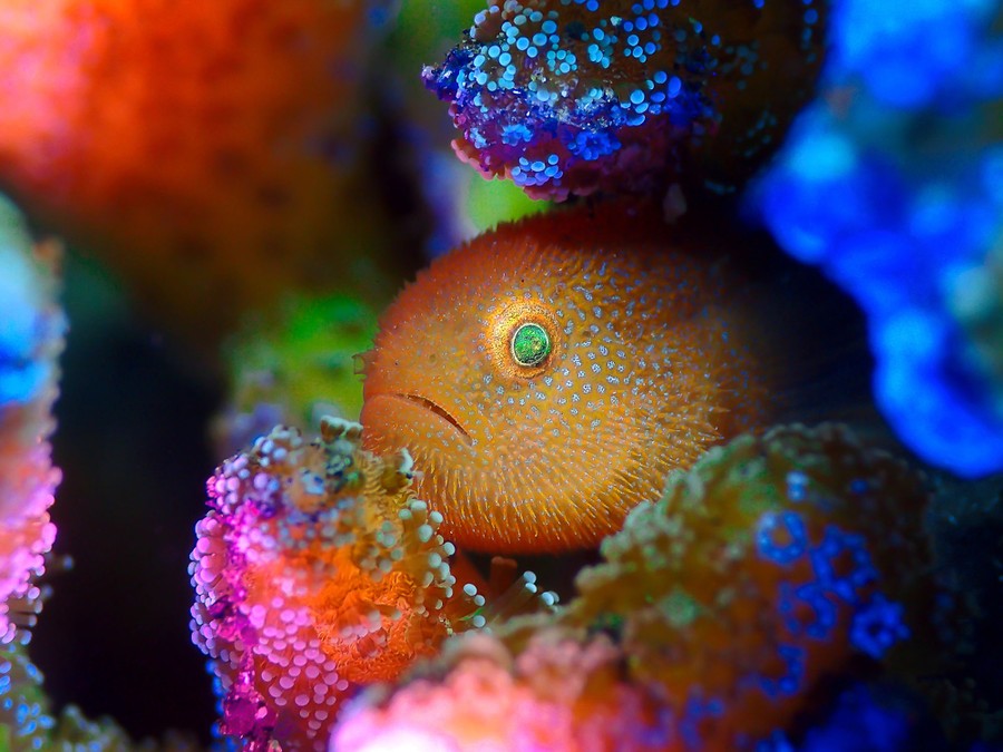 A colorful fish rests among colorful coral.