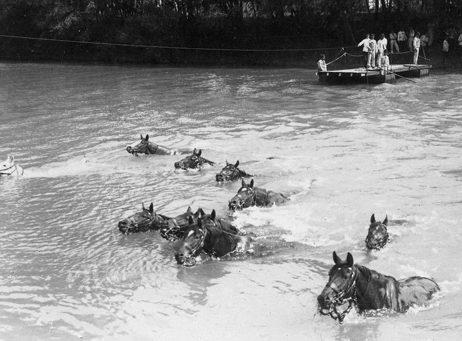 pix World War 1 Photos Animals In The War The Atlantic world war i in photos animals at war