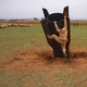 A boy tries to climb on an unexploded missile that landed in an open field, its nose embedded in the dirt.