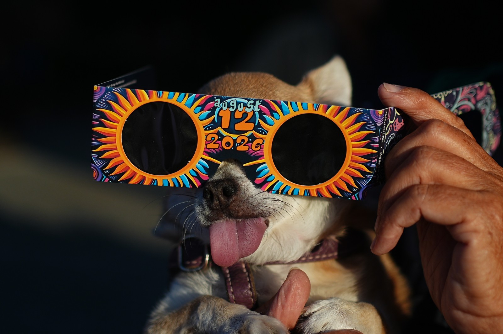 A dog is held with eclipse glasses over her eyes.